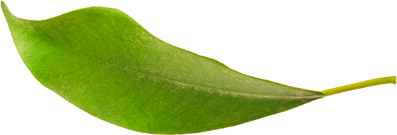 Ein grünes Blatt auf transparentem Hintergrund.