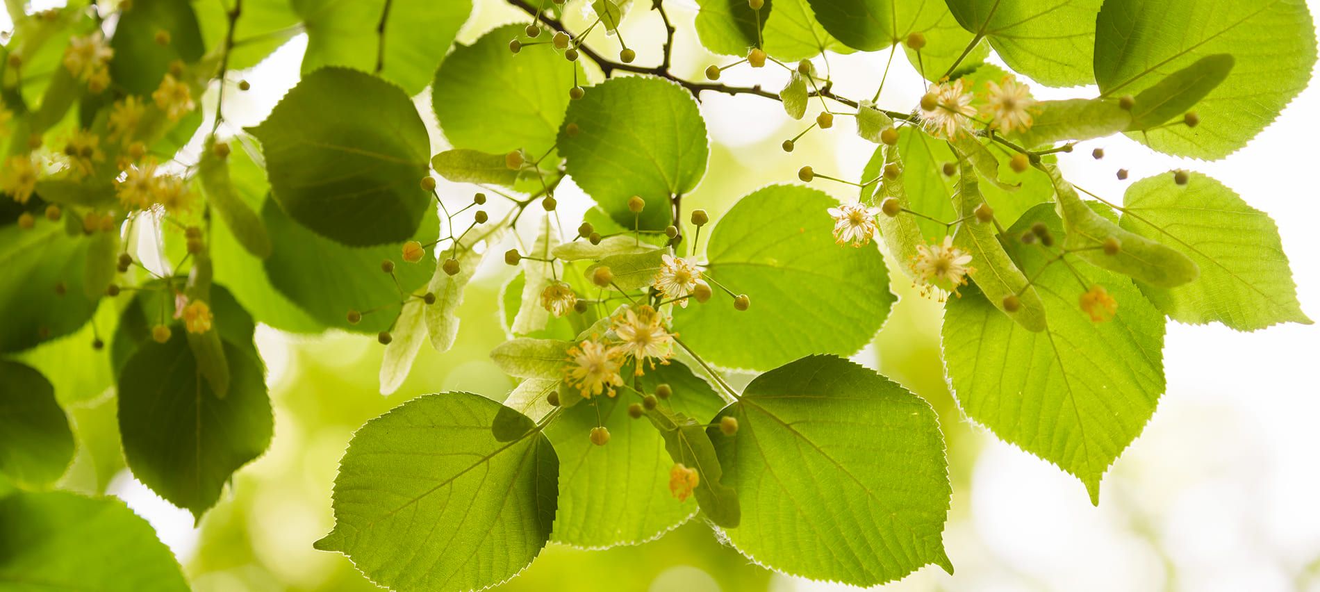 Zweig mit grünen Blättern und kleinen weißen Blüten vor hellem Hintergrund